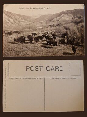 10/$25 Vintage Blank Buffalo in Yosemite National Park California Photo Postcard